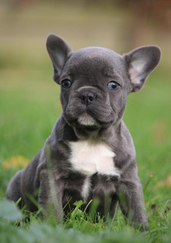 Franse Bulldog 